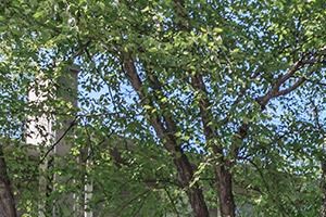 Chapel Hill Nc Apartments For Rent Rentcaf 233